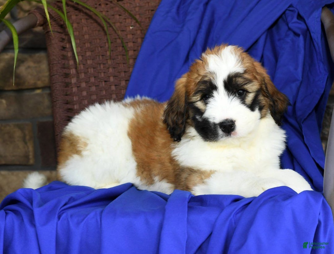 Saint Berdoodles dogs for sale: Honey - Image 4