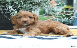 Cockapoo dogs for sale: Kayla - Image 3