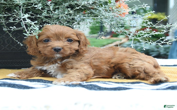 Cockapoo dogs for sale - Ad 3