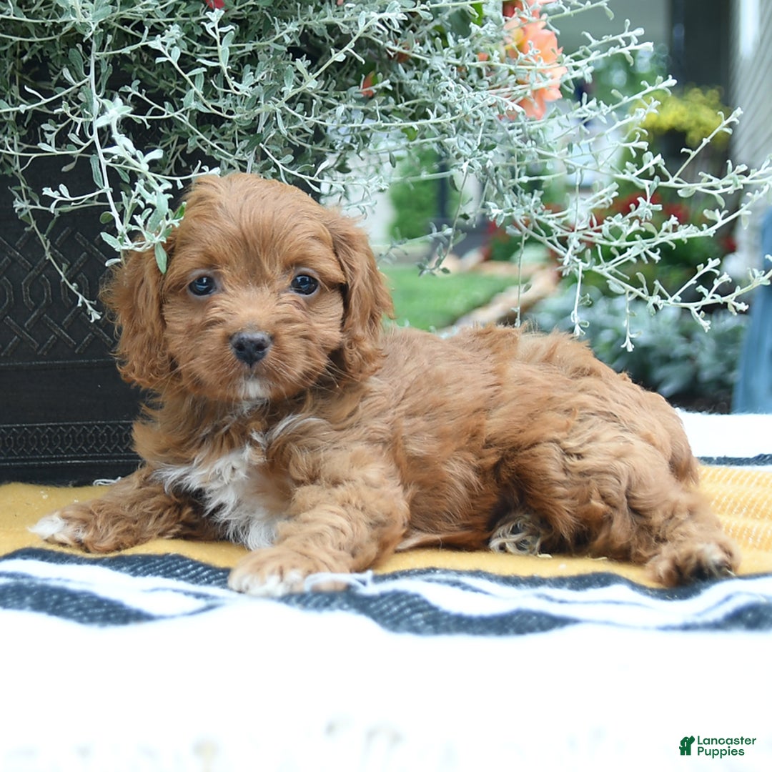 Cockapoo dogs for sale: Kayla - Image 3