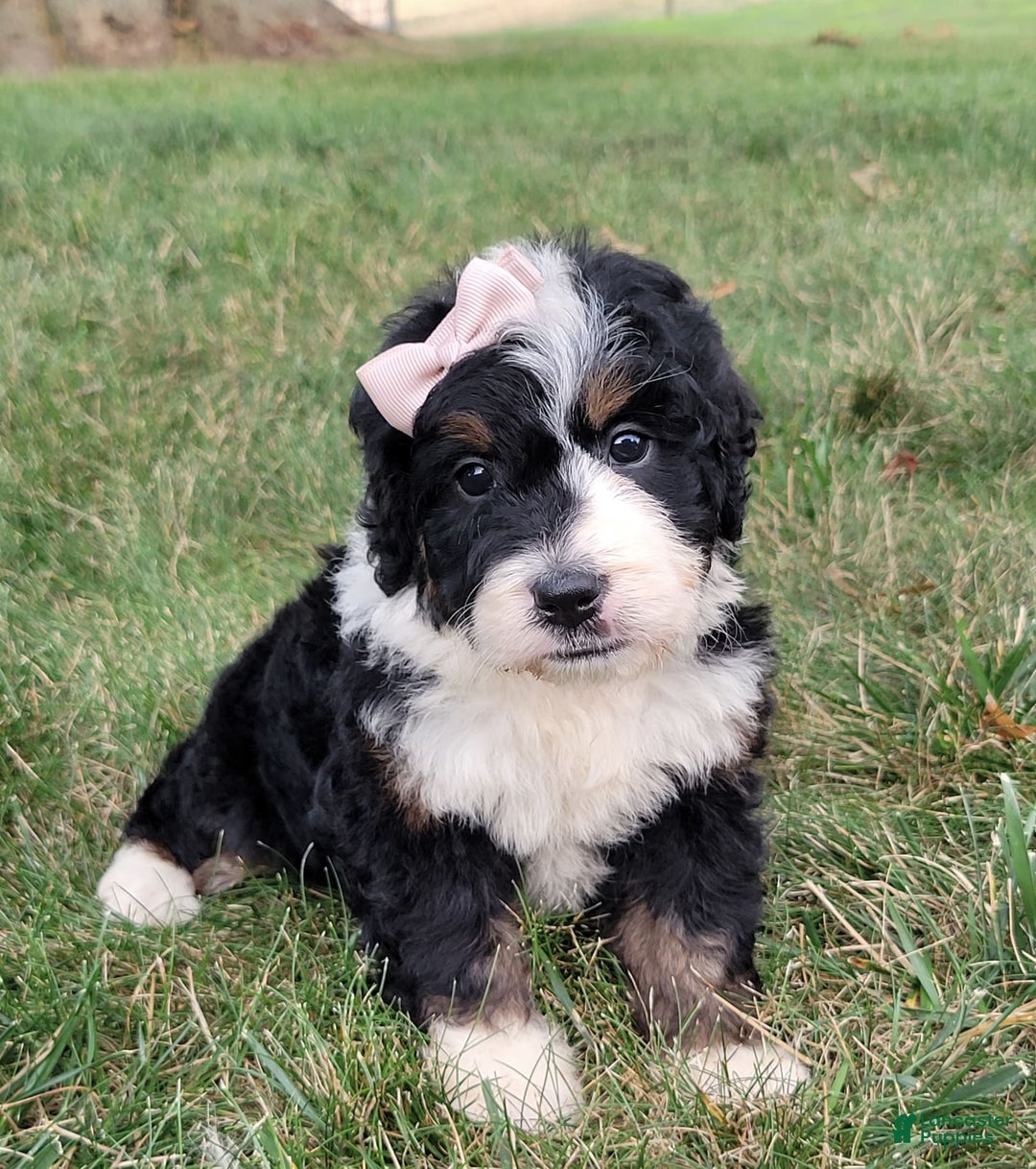 Mini Bernedoodle dogs for sale: Sydney - Image 3