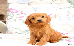 Cavapoo dogs for sale: Sally - Image 2