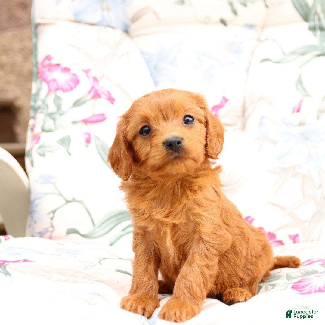Cavapoo dogs for sale: Sally - Image 2
