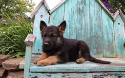 German Shepherd dogs for sale: Bruno - Image 8