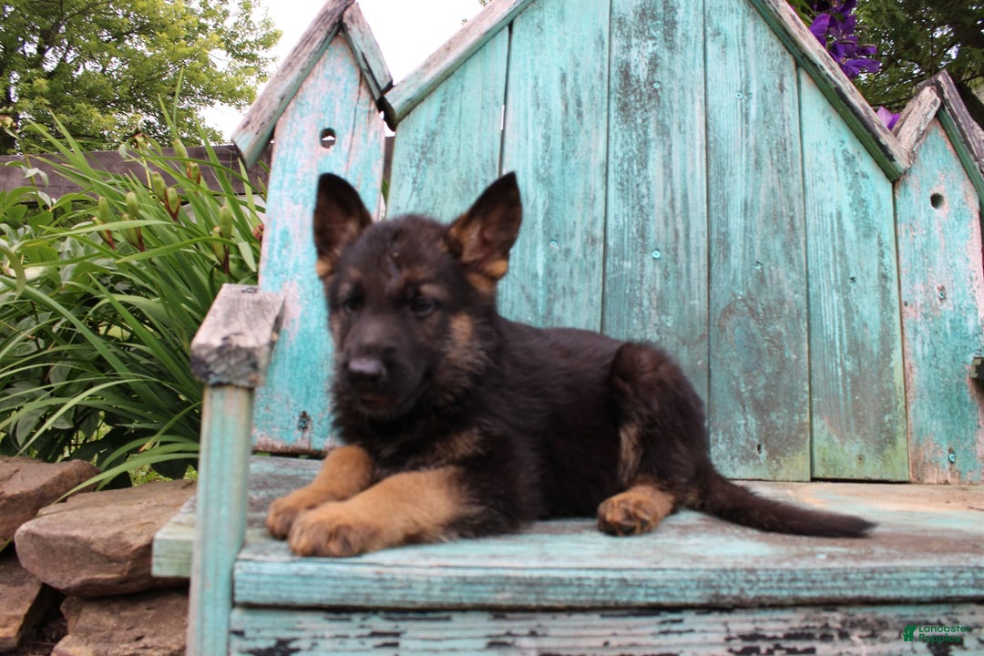 German Shepherd dogs for sale: Bruno - Image 8