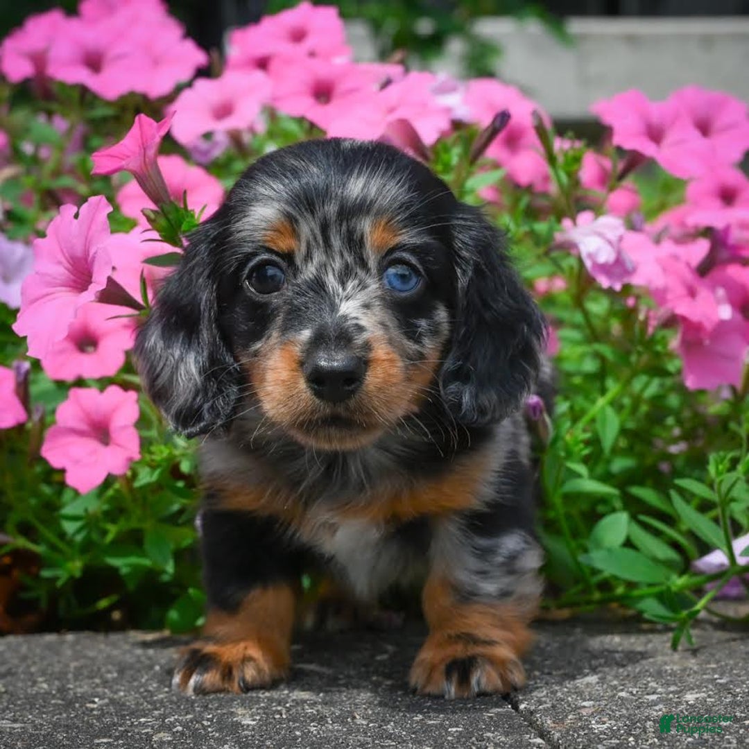 Miniature Dachshund dogs for sale: Scarlet - Image 2