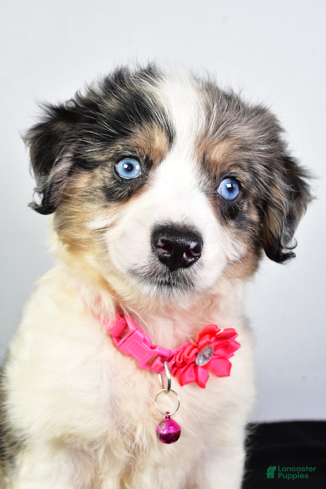 Mini Aussiedoodle dogs for sale: April - Image 2