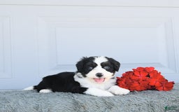 Miniature Bernese Mountain Dog dogs for sale: Twinkle - Image 10