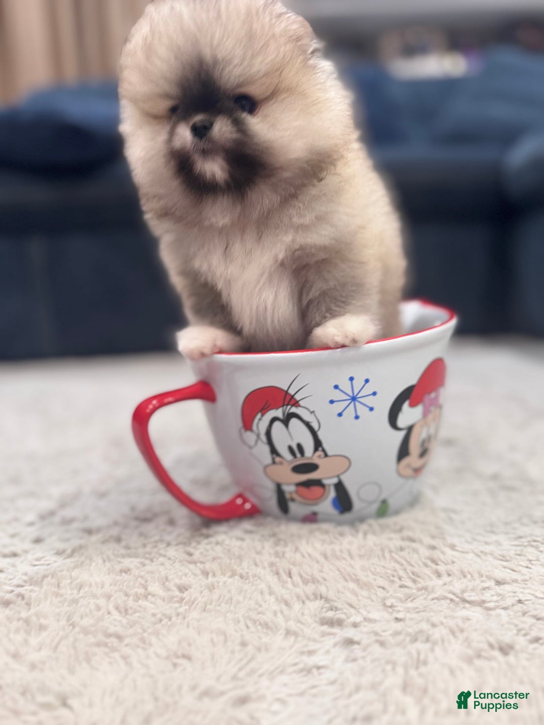 Pomeranian dogs for sale: Mila - Image 2