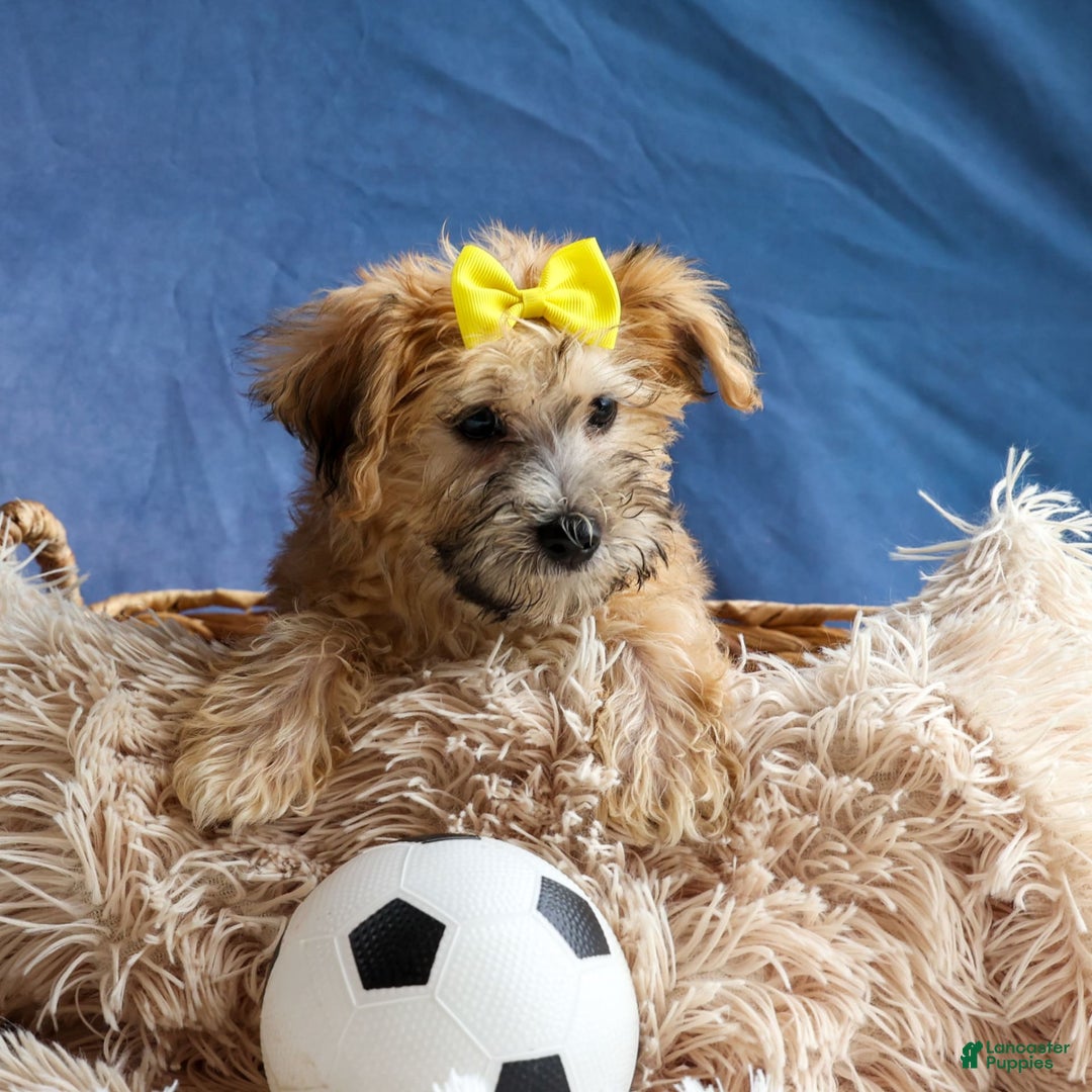 Yochon dogs for sale: Theodore - Image 16
