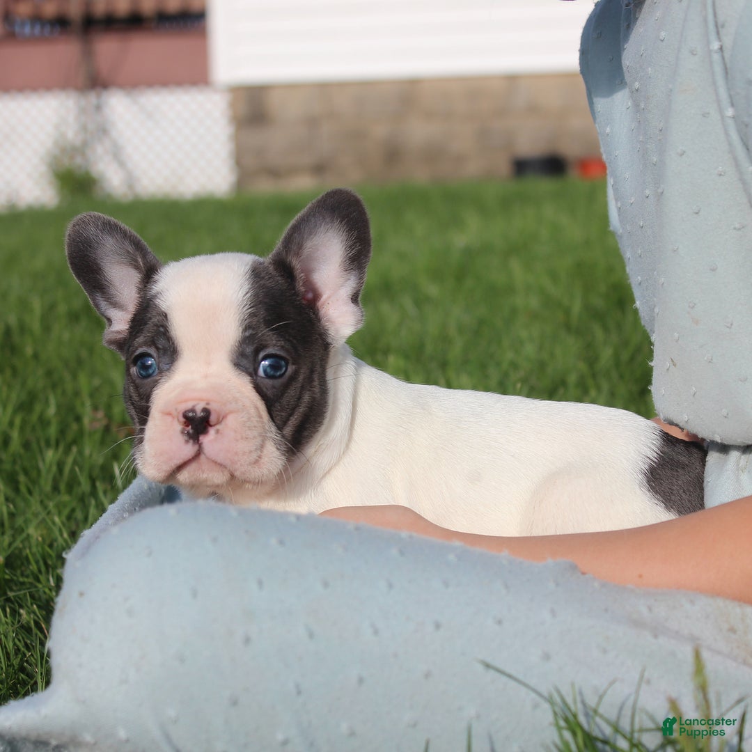 French Bulldog dogs for sale: Stiles - Image 6
