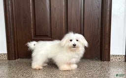 Coton De Tulear dogs for sale: Jj - Image 7