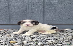 Cavapoo dogs for sale: Tucker - Image 3