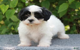 Shihpoo dogs for sale: Dallas - Image 1