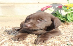 Labrador Retriever dogs for sale: Eric - Image 1