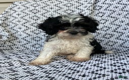 Cockapoo dogs for sale: Charlie - Image 9