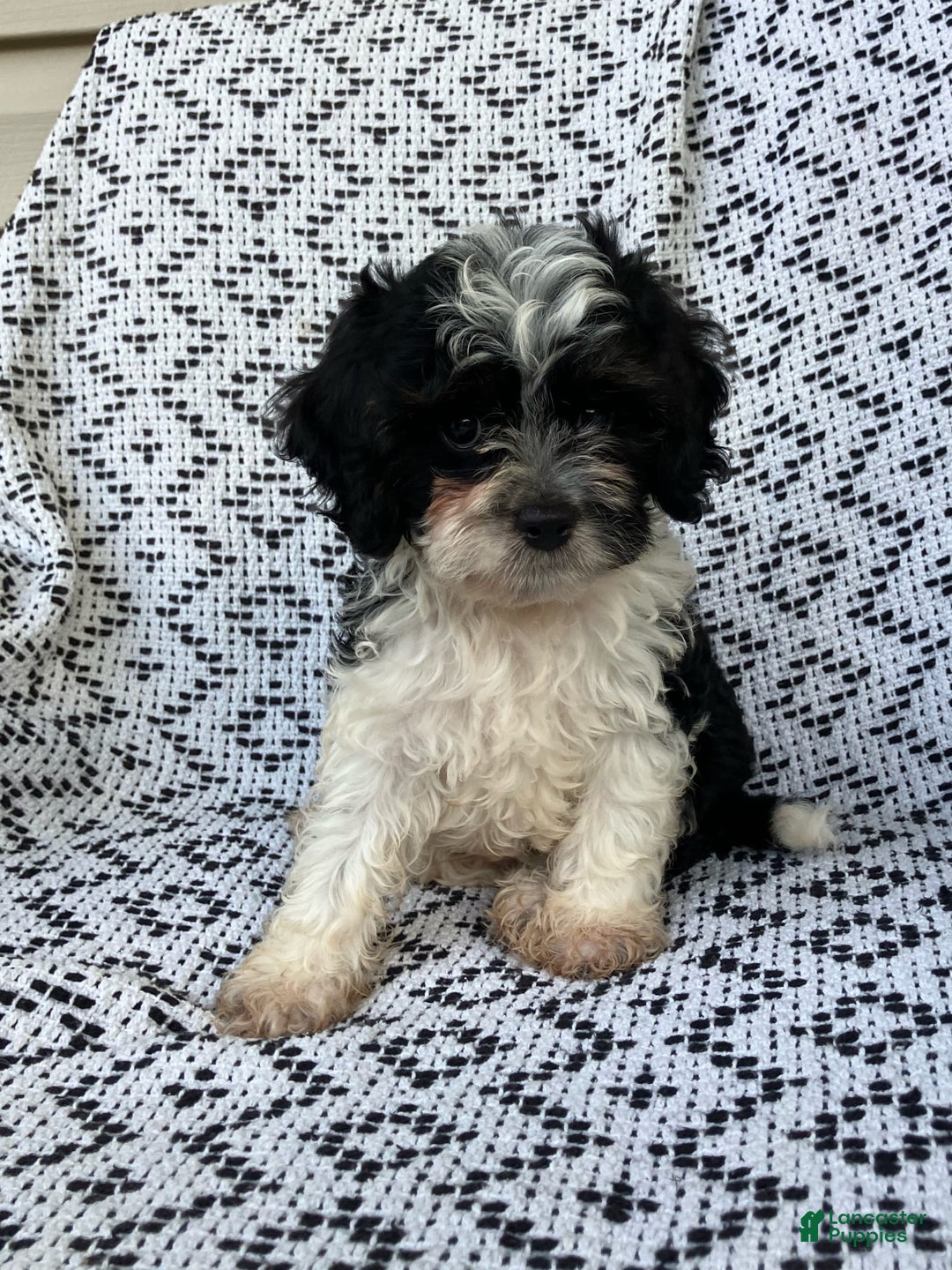 Cockapoo dogs for sale: Charlie - Image 9