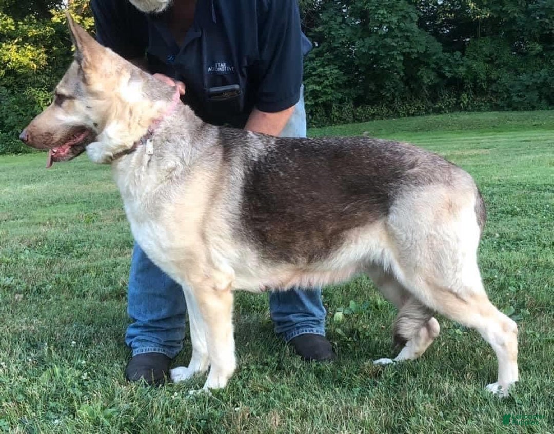 German Shepherd dogs for stud: Rafiki Von Moyer Haus - Image 5