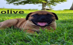 Bullmastiff dogs for sale: Olive - Image 1