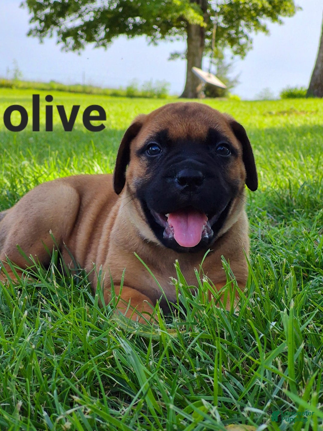 Bullmastiff dogs for sale: Olive - Image 1