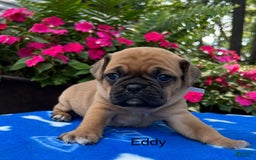 Puggle dogs for sale: Eddy - Image 1