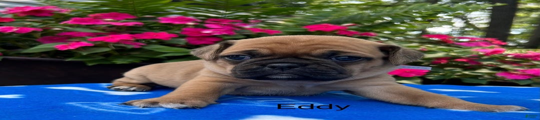 Eddy