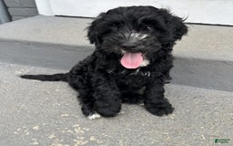 Portuguese Water Dog dogs for sale: Oliver - Image 3