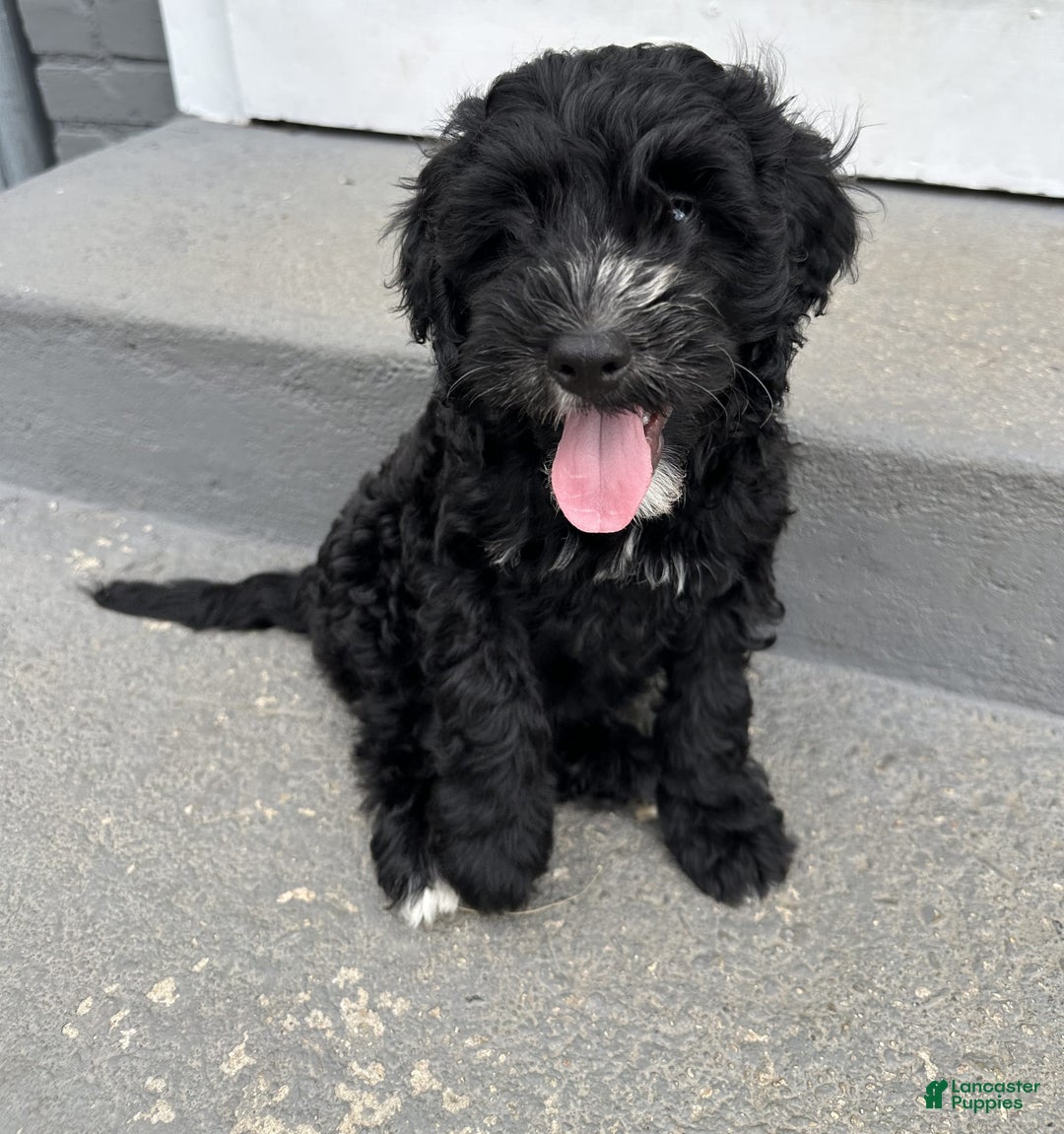 Portuguese Water Dog dogs for sale: Oliver - Image 3