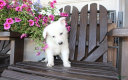 German Shepherd dogs for sale: Jim - Image 4
