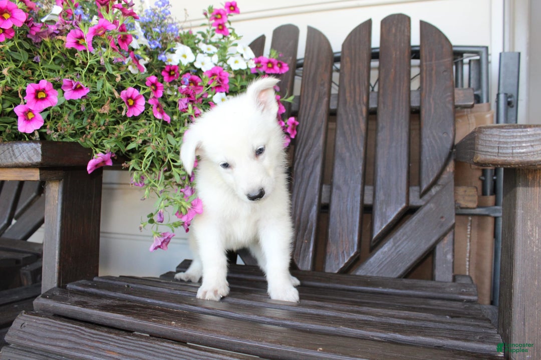 German Shepherd dogs for sale: Jim - Image 4