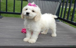 Cockapoo dogs for sale: Scarlet - Image 5