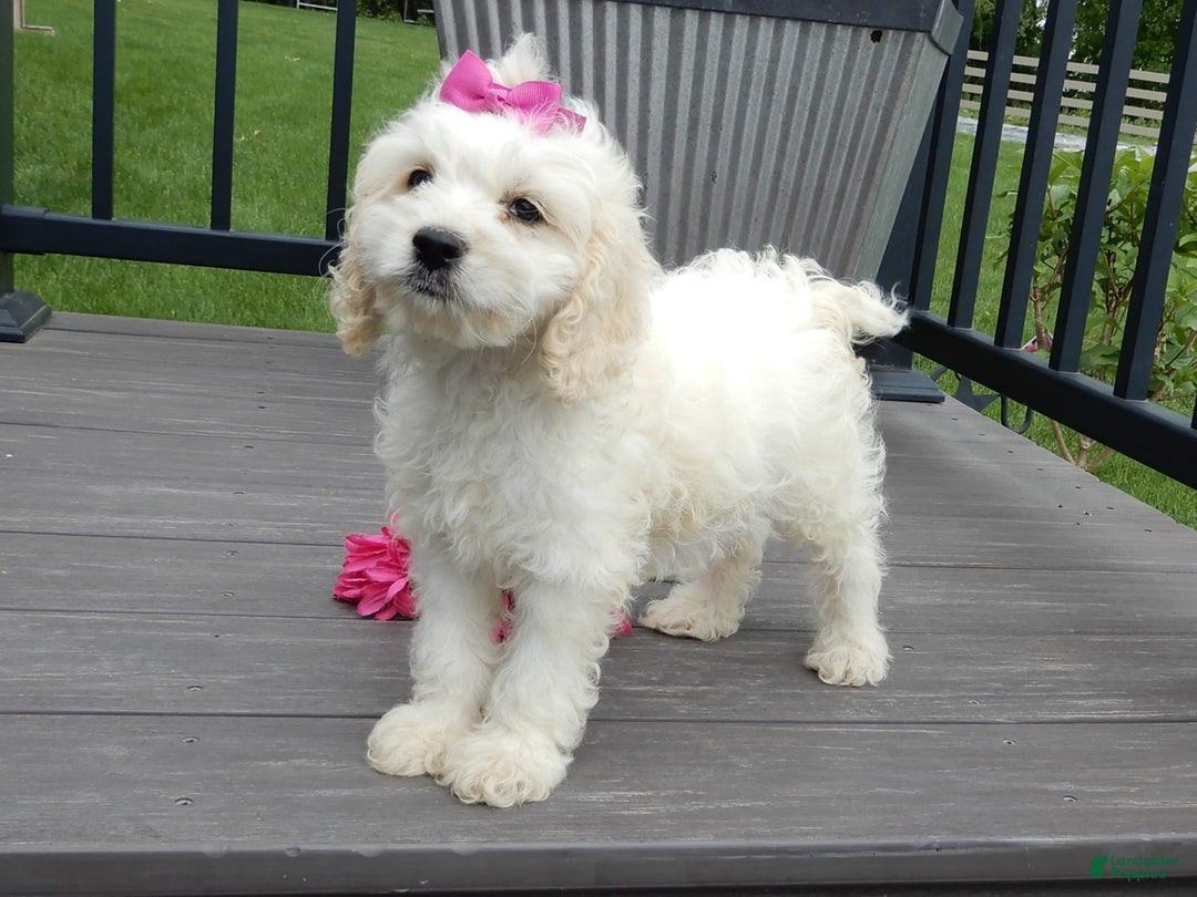 Cockapoo dogs for sale: Scarlet - Image 5