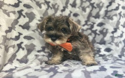 Miniature Schnauzer dogs for sale: Stitch - Image 5
