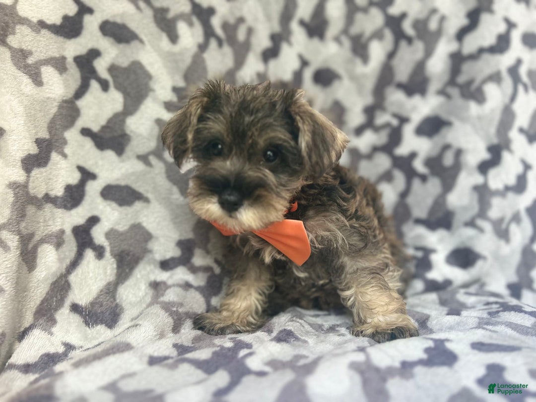 Miniature Schnauzer dogs for sale: Stitch - Image 5