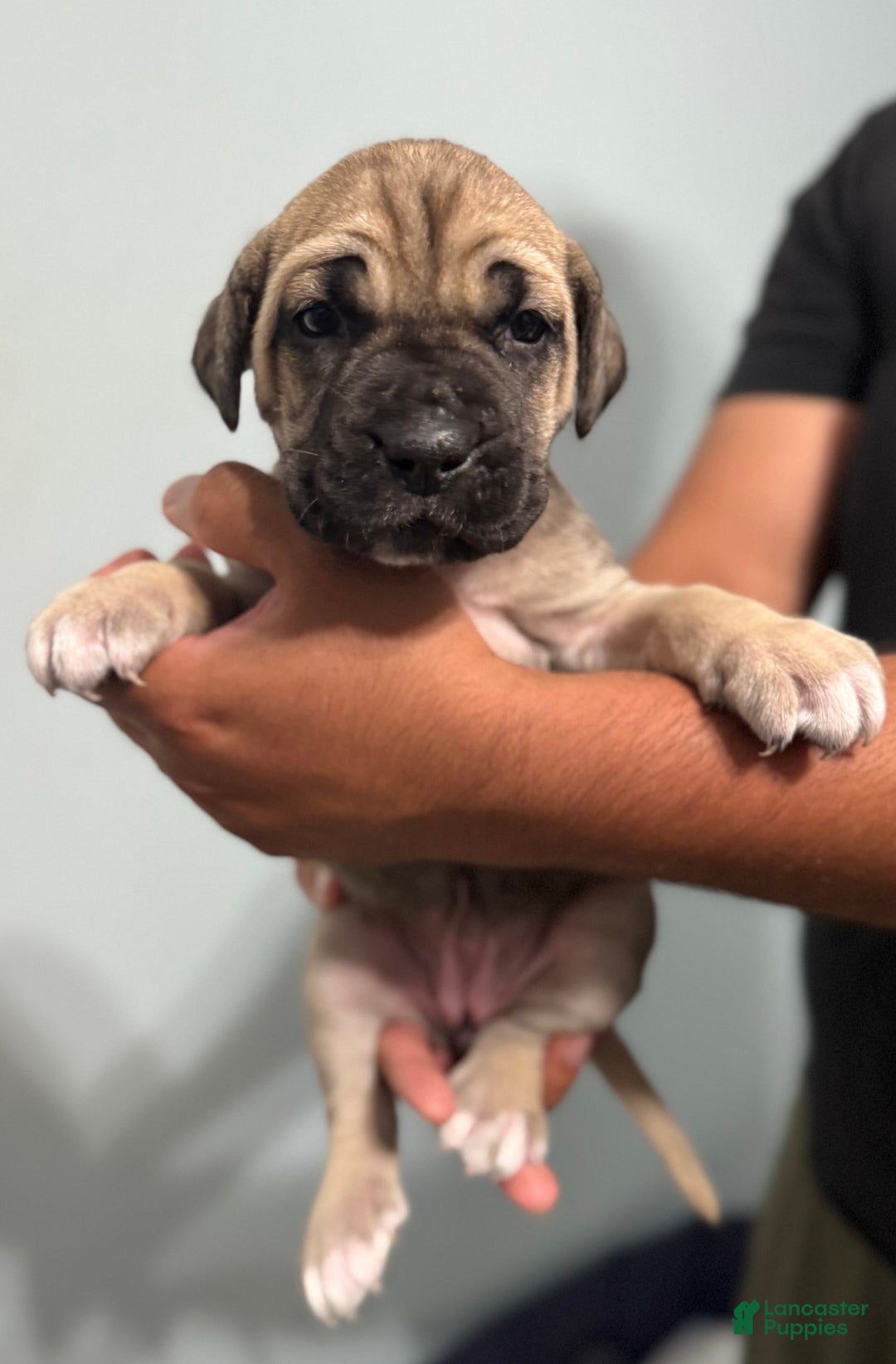 Cane Corso dogs for sale: Bingo - Image 3