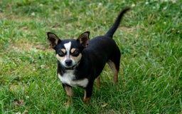 Chihuahua dogs for sale: Puddles - Image 7
