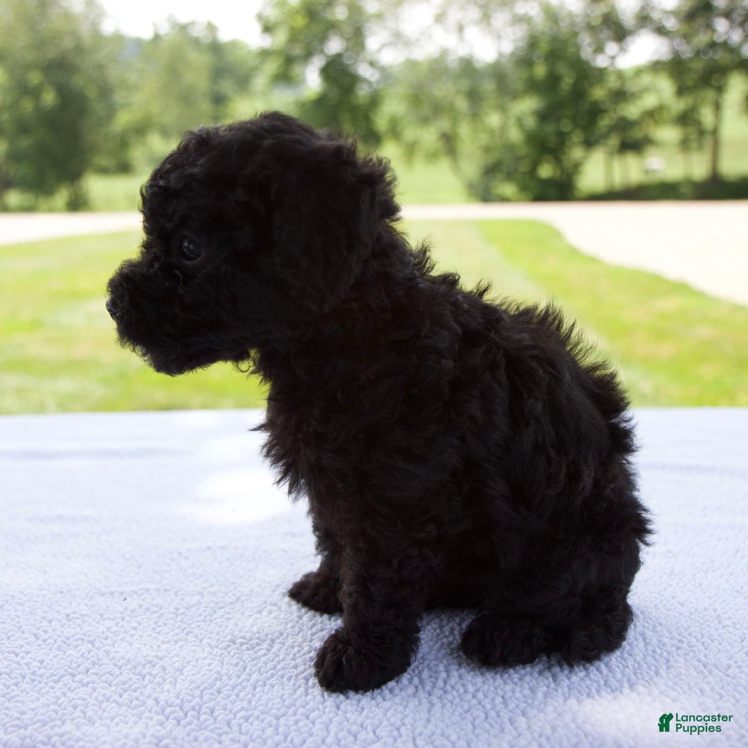 Miniature Poodle dogs for sale: Axel - Image 3