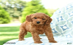 Cockapoo dogs for sale: Cherry - Image 4