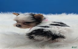 Yorkshire Terrier dogs for sale: Dolly - Image 4