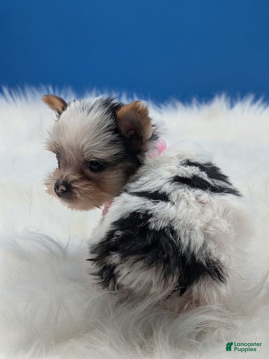 Yorkshire Terrier dogs for sale: Dolly - Image 4