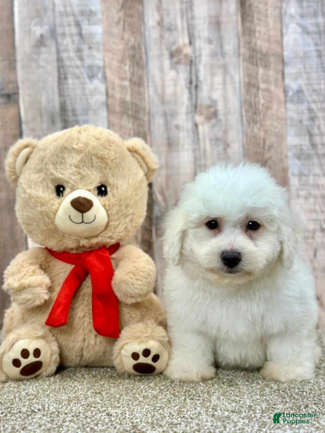 Bichon Frise dogs for sale: Bagle - Listing for pets: Bacon, Bagle, Basil, Banana, Brisket, Berry, Biscuit, Boba - Image 3
