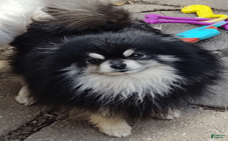 Pomeranian dogs for sale - Ad 2