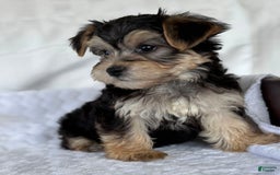 Morkie dogs for sale: LAYNE - Image 9