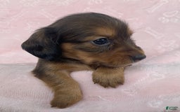Miniature Dachshund dogs for sale: Baby Callie - Image 1