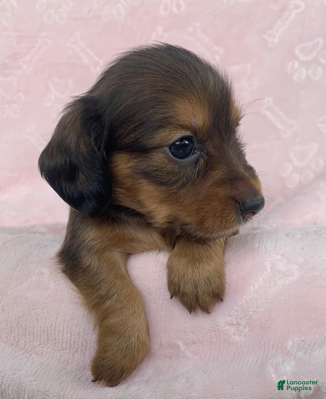 Miniature Dachshund dogs for sale: Baby Callie - Image 1