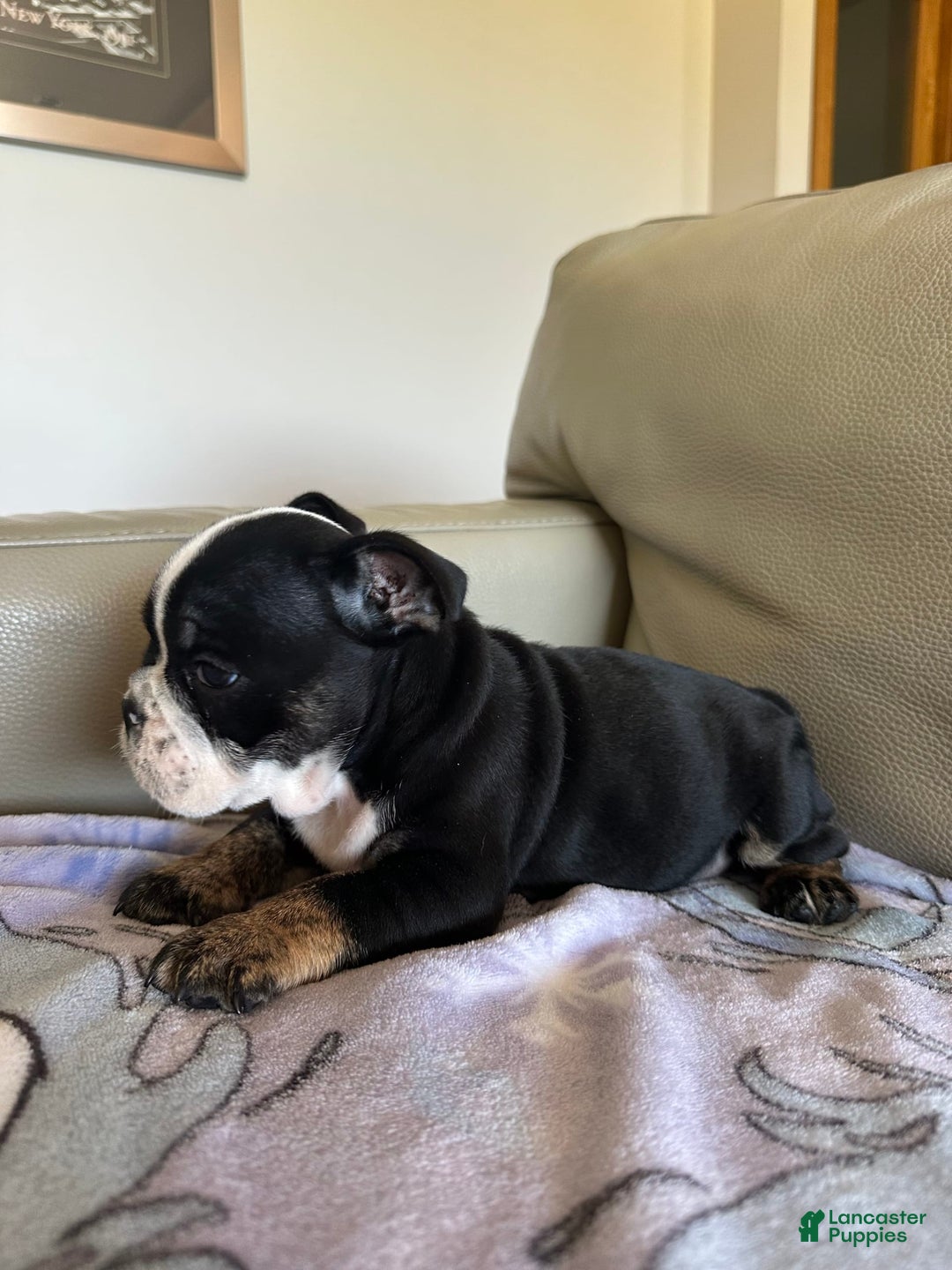 English Bulldog dogs for sale: Zoey - Image 3