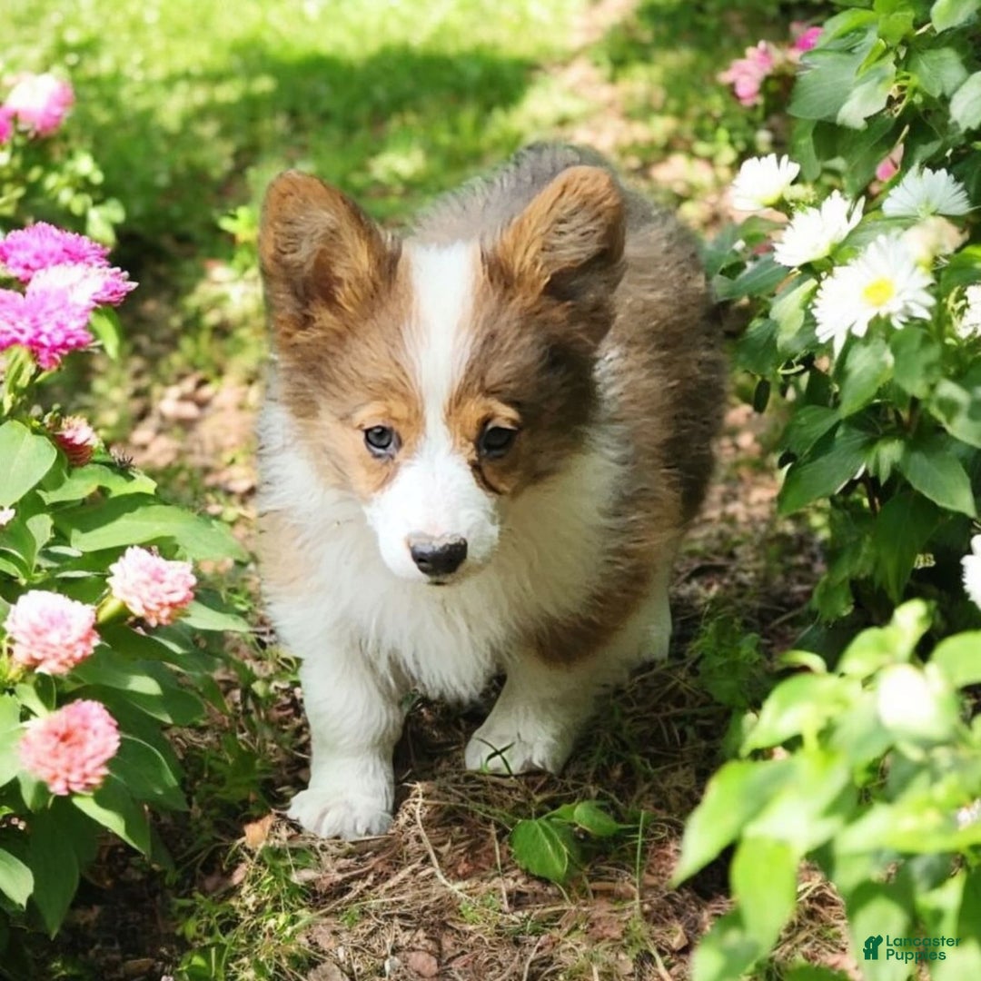 Welsh Corgi Pembroke dogs for sale: Teeka Fluffy - Image 22