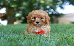 Cavapoo dogs for sale: Teddy - Image 1