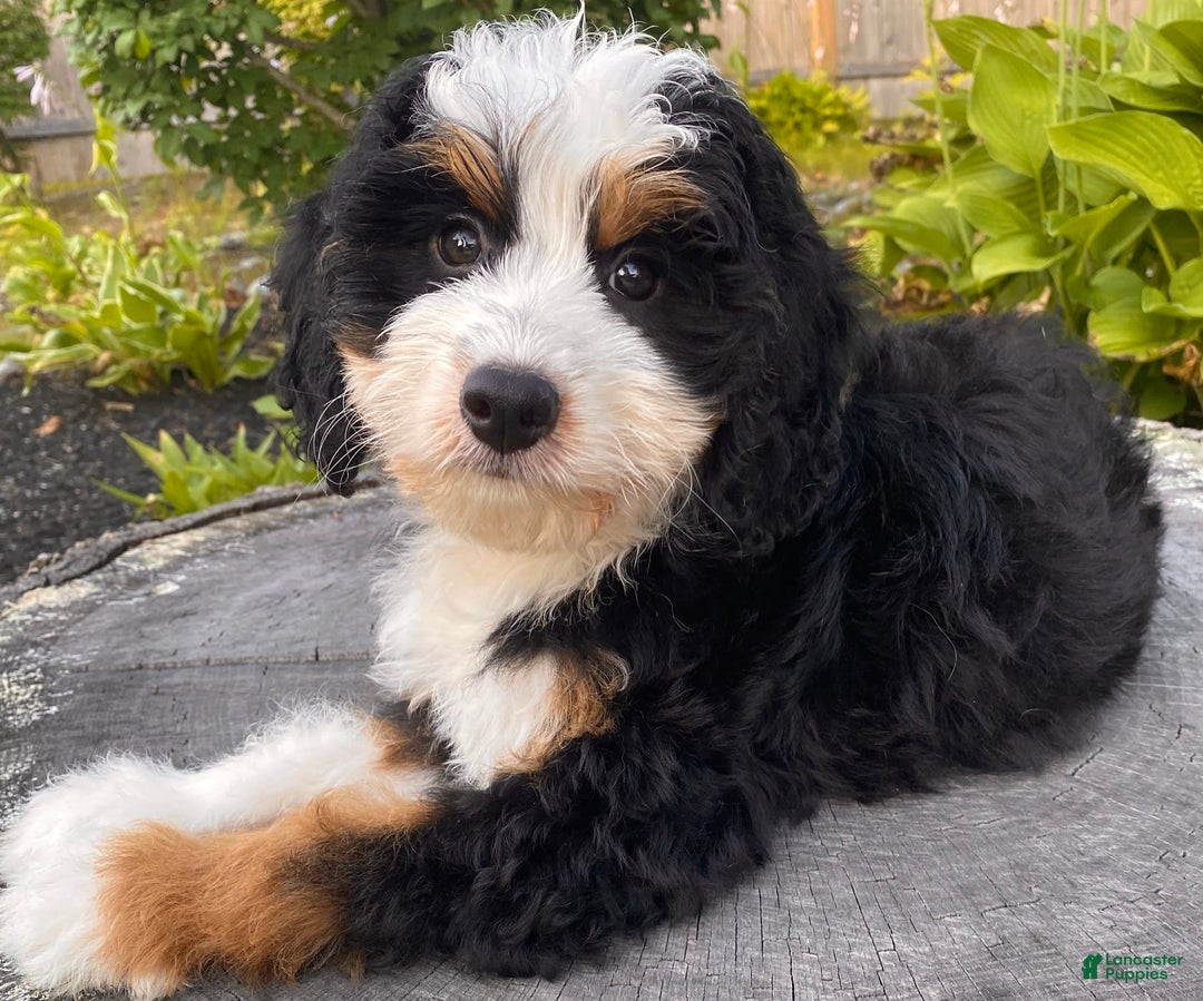 Mini Bernedoodle dogs for sale: 💜 Boston Ma 💜 Mini Bernedoodle - Image 5
