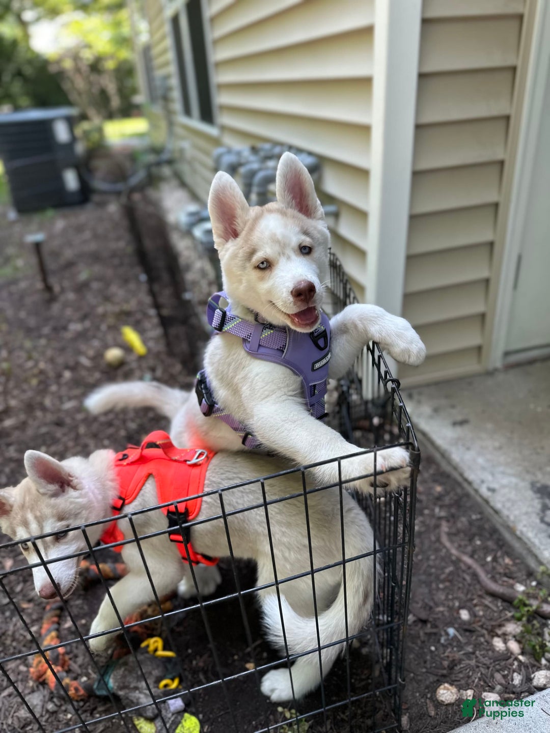 Siberian Husky dogs for sale: Dakota - Image 2